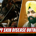 After Gujarat and Rajasthan, Lumpy Skin Disease Spreads In Punjab, Govt Releases ₹76 Lakh