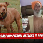 Punjab: Pitbull Attacks 12 People In Gurdaspur, Retired Army Man Kills Dog In Self - Defence