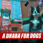 Indore Couple Opens ‘Doggy Dhaba’ That Offers Meals For Dogs