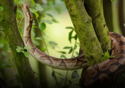Python resting on tree branch; close-up of snake skin shedding in forest