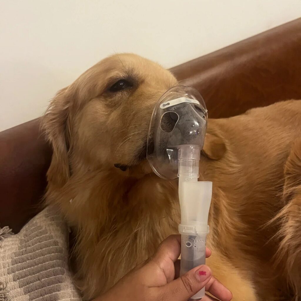 golden retriever on nebuliser highlighting delhi air pollution