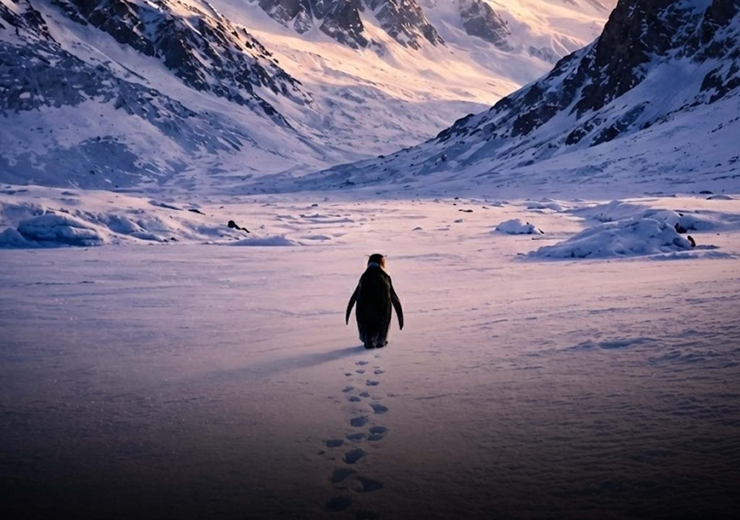 Nihilist Penguin Meme Explained: Origin, Meaning, Trump Post